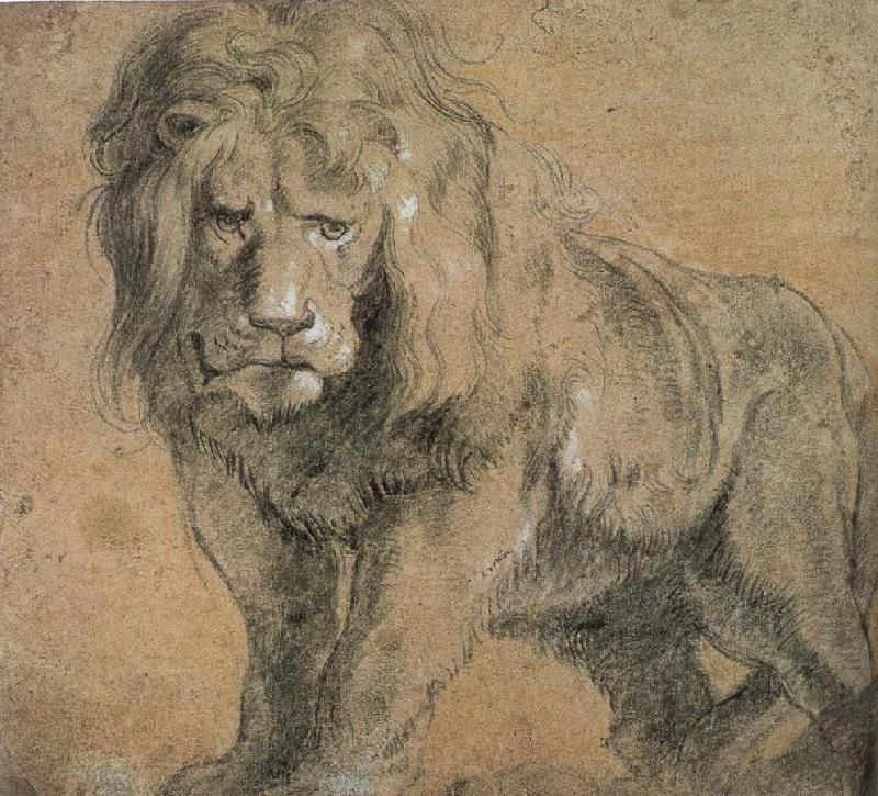 Peter Paul Rubens Standing lion Germany oil painting art